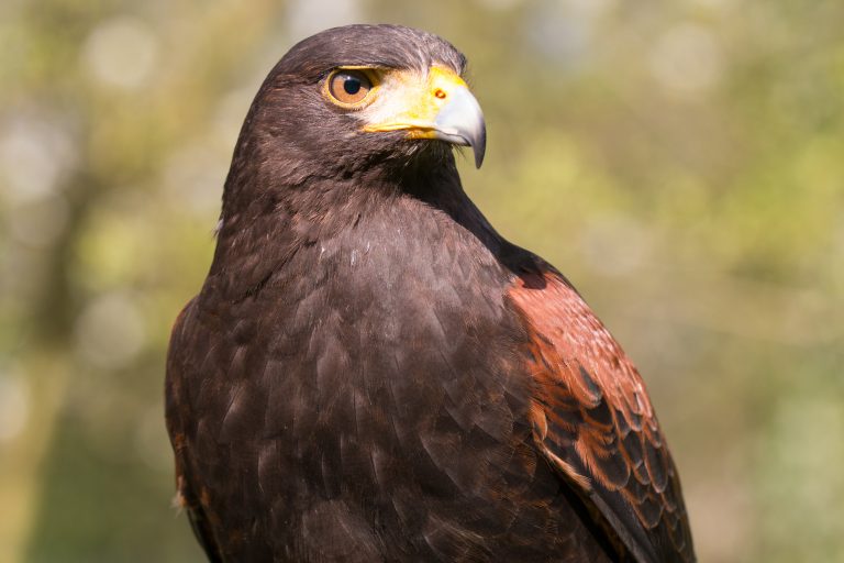 European Association of Avian Veterinarians Advancing avian medicine